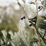 derribo aceituna